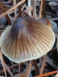 Mycena capillaripes image