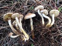 Pholiota terrestris image