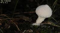 Lycoperdon perlatum image