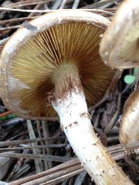 Pholiota terrestris image