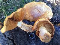 Gymnopilus ventricosus image