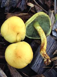 Hypholoma fasciculare image