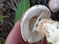 Leucoagaricus barssii image