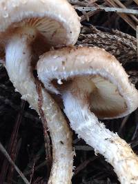 Pholiota terrestris image