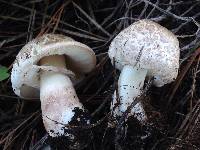 Leucoagaricus barssii image