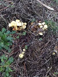 Hypholoma capnoides image