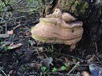 Ganoderma australe image