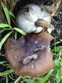 Pluteus atromarginatus image