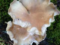 Pleurotus ostreatus image