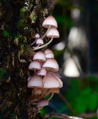 Mycena haematopus image