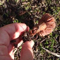 Laccaria amethysteo-occidentalis image