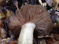 Entoloma ferruginans image