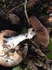 Agaricus hondensis image