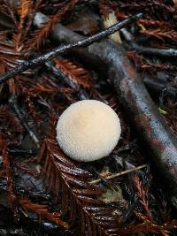 Lycoperdon perlatum image