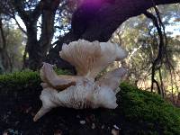 Pleurotus ostreatus image