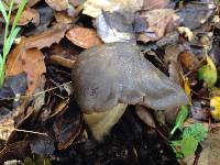 Entoloma ferruginans image