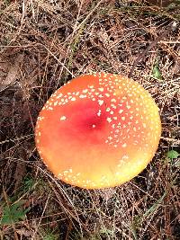 Amanita muscaria image