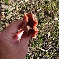 Laccaria amethysteo-occidentalis image