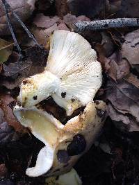 Lactarius alnicola image