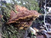 Phellinus gilvus image