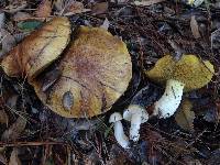 Suillus pungens image