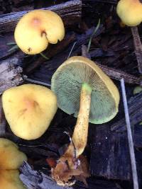 Hypholoma fasciculare image