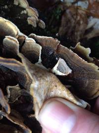 Trametes versicolor image