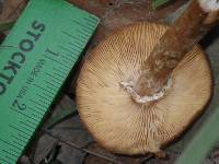 Armillaria mellea image