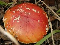 Amanita muscaria image