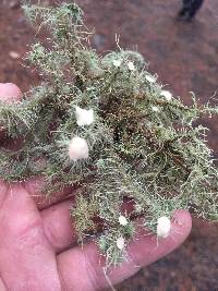 Usnea strigosa image