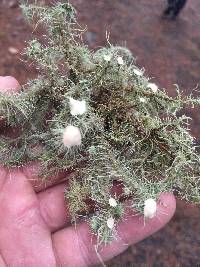 Usnea strigosa image