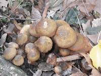 Armillaria mellea image