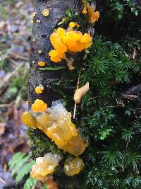 Tremella mesenterica image