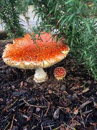Amanita muscaria image
