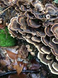 Trametes versicolor image