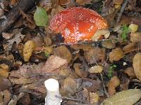 Amanita muscaria image