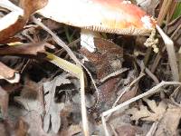 Amanita muscaria image