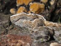 Trametes hirsuta image