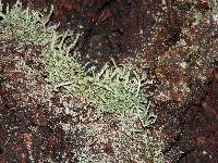 Cladonia coniocraea image