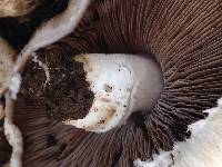 Agaricus cupreobrunneus image