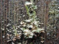 Cladonia coniocraea image