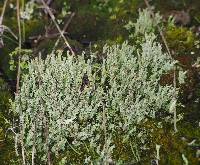 Cladonia bellidiflora image