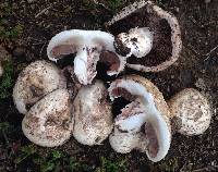 Agaricus cupreobrunneus image