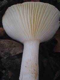 Hygrophorus chrysodon image