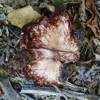 Leucoagaricus americanus image