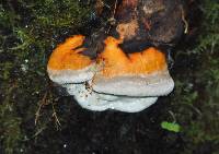 Fomitopsis pinicola image