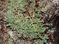 Cladonia macilenta image