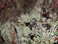 Cladonia macilenta image