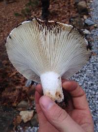 Russula brevipes image