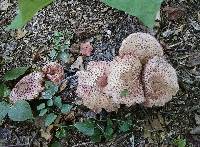 Leucoagaricus americanus image